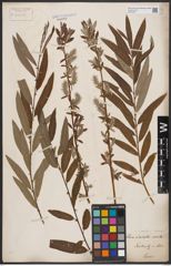 Foto von Salix aurita L. x Salix viminalis L.